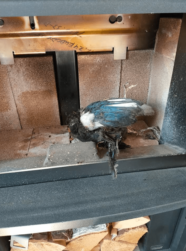 Bird Nesting in Chimneys: Essential Tips to Prevent Damage